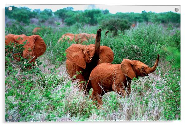 JST2924 Elephant greeting Acrylic by Jim Tampin