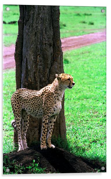 JST2911 Female cheetah finds shade Acrylic by Jim Tampin