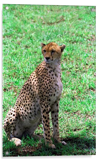 JST2905 Female cheetah Acrylic by Jim Tampin