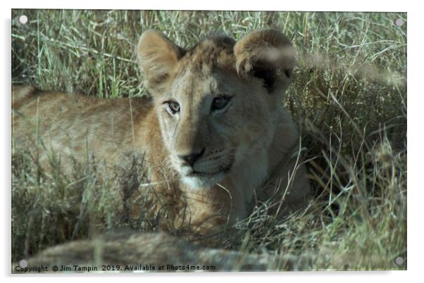 Lion cub, Masai Mara. Acrylic by Jim Tampin