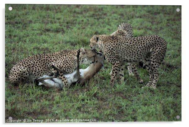 JST126. Cheetah Kill Acrylic by Jim Tampin