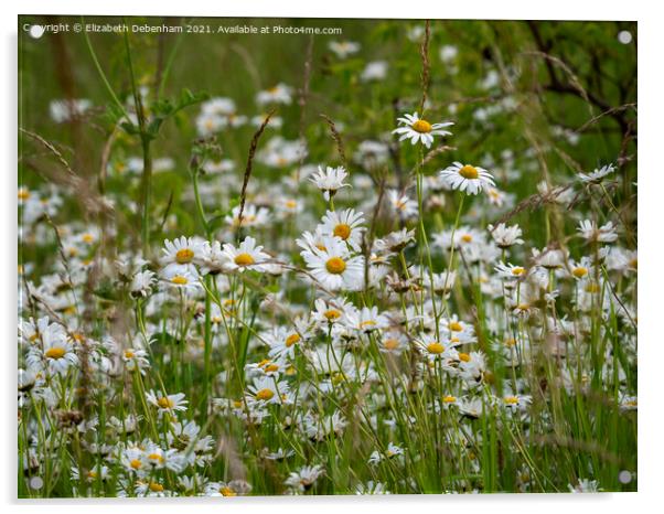 Ox Eye Daisies in Meadow Acrylic by Elizabeth Debenham