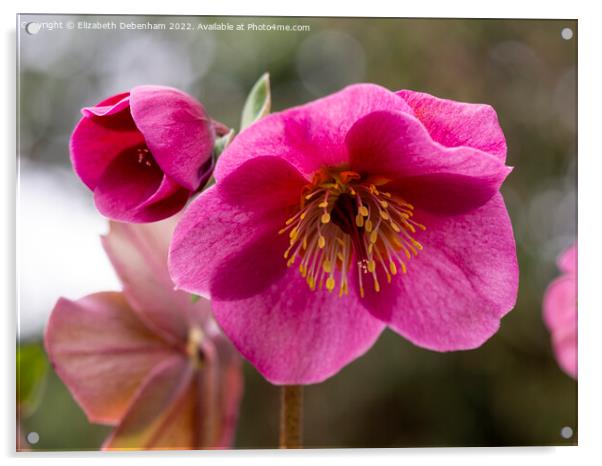 Pink Hellebore; Lenten Rose Acrylic by Elizabeth Debenham