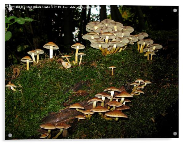 Fairy Ring of Mushrooms Acrylic by Elizabeth Debenham