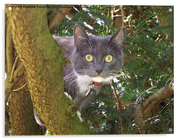 Stare Cat in a Yew Tree Acrylic by Elizabeth Debenham