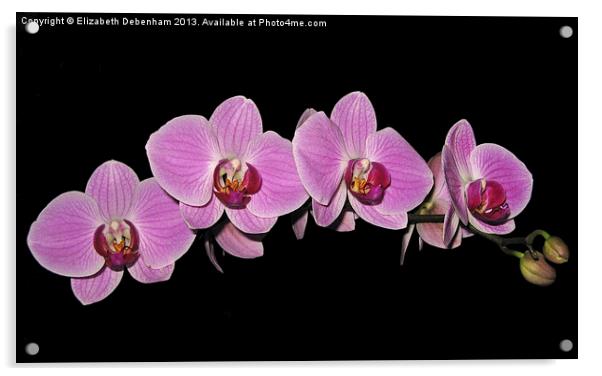 Purple Phalaenopsis Orchid Arc Acrylic by Elizabeth Debenham
