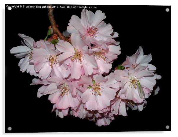 Prunus Blossom on Black Acrylic by Elizabeth Debenham
