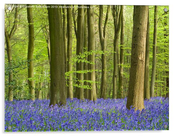 Bluebell Woodland in Hertfordshire Acrylic by Elizabeth Debenham