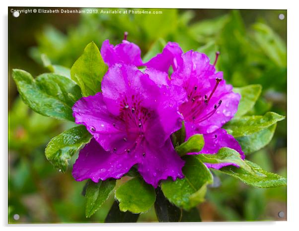Purple Azalea after Rain Acrylic by Elizabeth Debenham