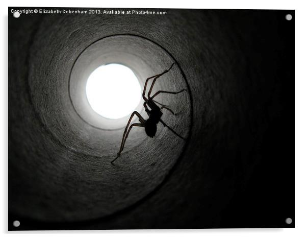 Spider in a Tunnel Acrylic by Elizabeth Debenham