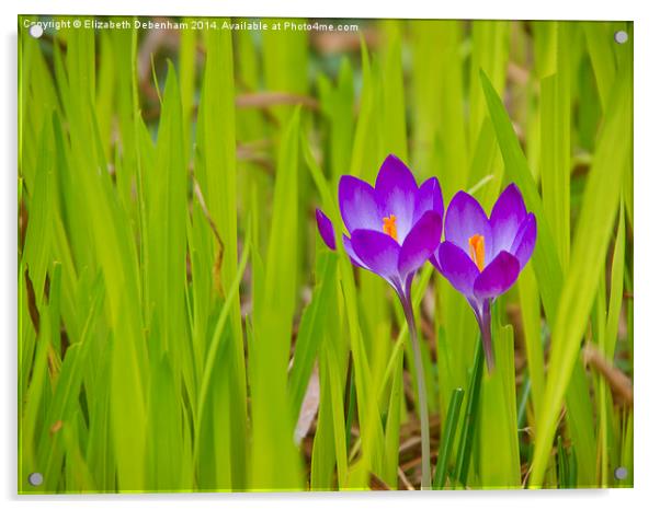 Crocuses Peeping Through Acrylic by Elizabeth Debenham