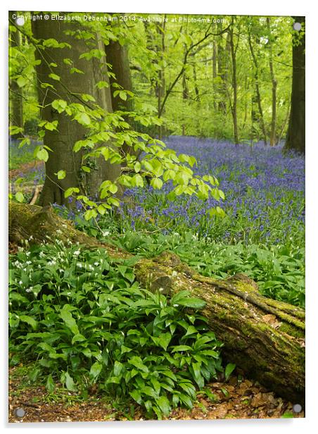 Bluebell Woodland in May  Acrylic by Elizabeth Debenham