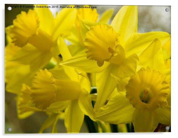  Daffodil Reveille Acrylic by Elizabeth Debenham