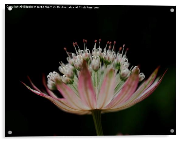  Astrantia on Black Acrylic by Elizabeth Debenham