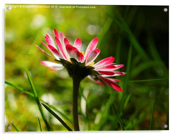  The First Spring Daisy Acrylic by Elizabeth Debenham