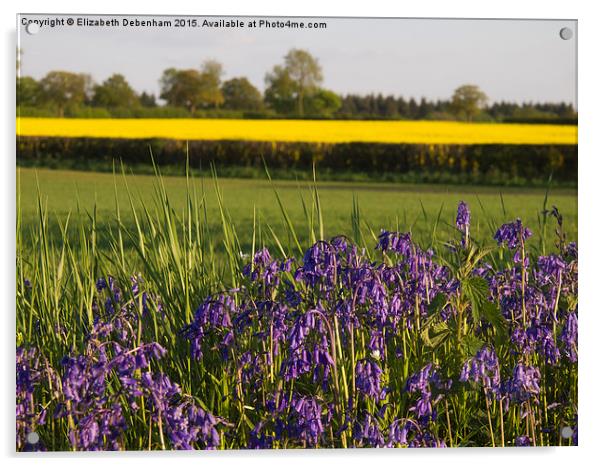 Bluebells and Yellow fields in May Acrylic by Elizabeth Debenham