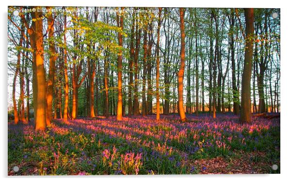  Bluebell Woodland Tinged with Sunset Light Acrylic by Elizabeth Debenham