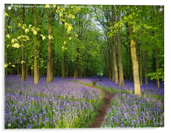  Pathway through a Wood full of Bluebells Acrylic by Elizabeth Debenham