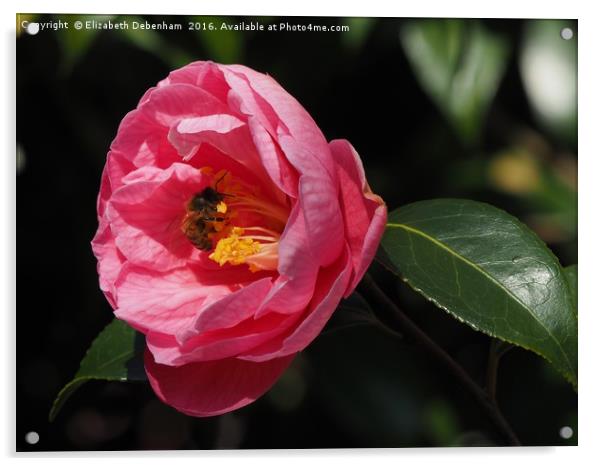 Honey Bee on Camellia Acrylic by Elizabeth Debenham