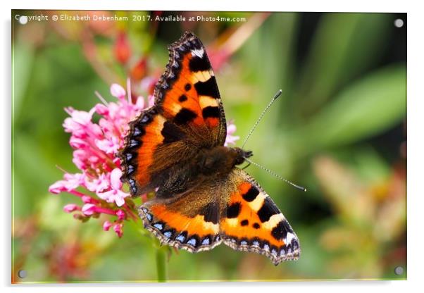 Small Tortoiseshell butterfly on pink valerian. Acrylic by Elizabeth Debenham