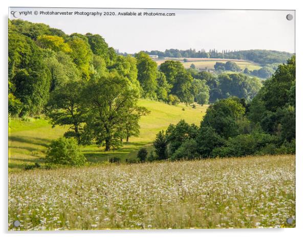 Ox-Eye daisies at Longdeans Nature Reserve, Hemel  Acrylic by Elizabeth Debenham