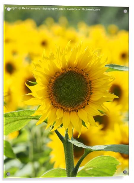 Sunflower; The Leader. Acrylic by Elizabeth Debenham