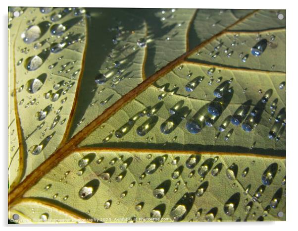 Raindrops in the Sun Acrylic by Elizabeth Debenham