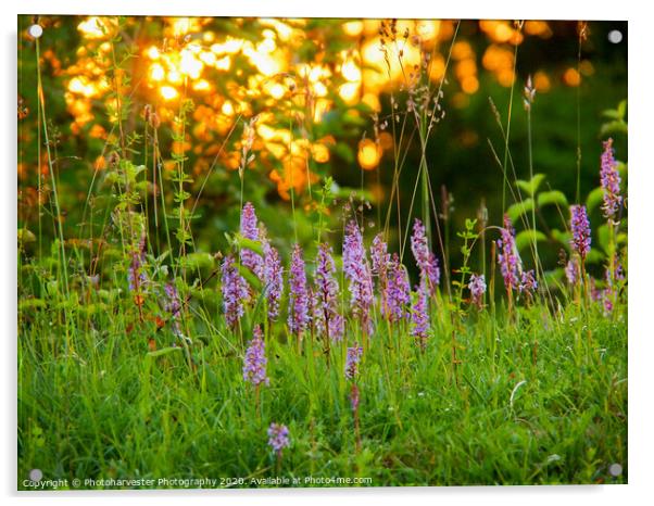 Wild Fragrant Orchids backlit with sunset through  Acrylic by Elizabeth Debenham
