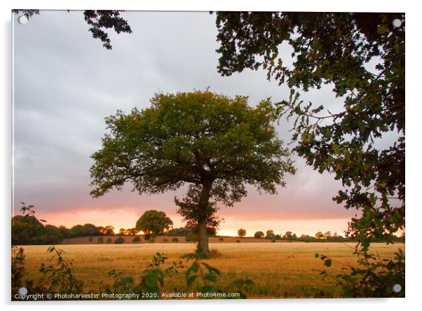 A lone Oak tree in a field at sundown Acrylic by Elizabeth Debenham