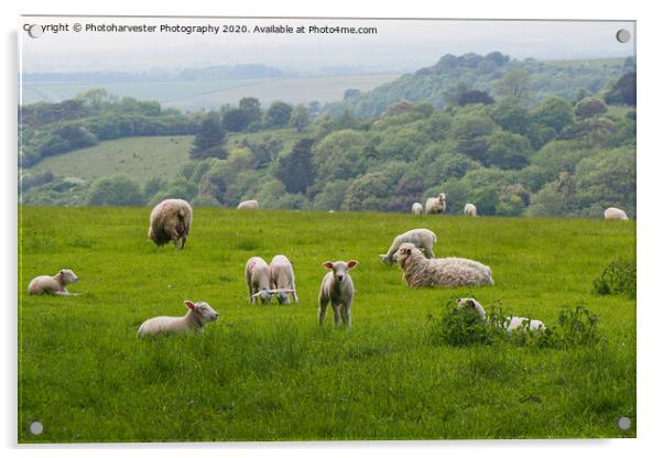 Curious Lamb at Swyncombe, Oxon Acrylic by Elizabeth Debenham