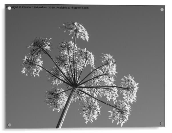 Hogweed flower in Black and white Acrylic by Elizabeth Debenham