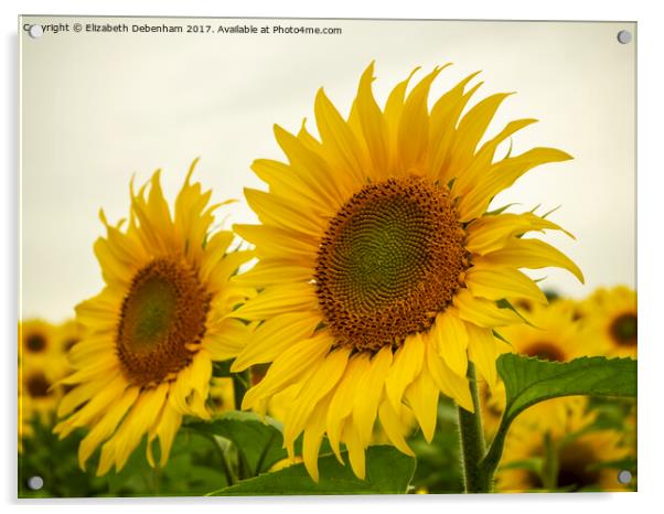 Sunflowers Acrylic by Elizabeth Debenham