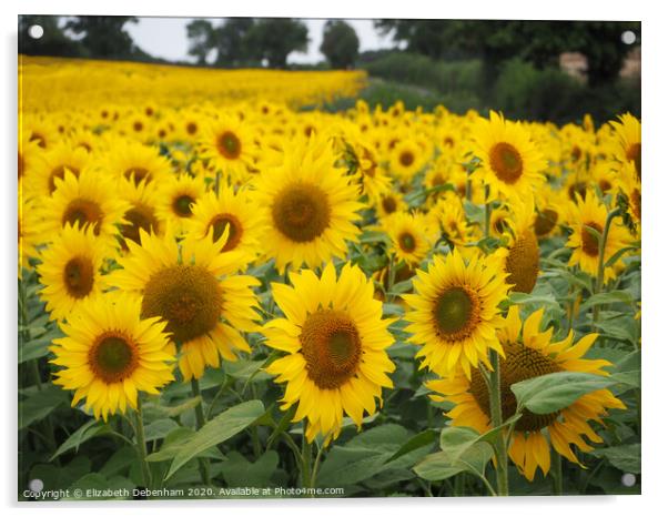 Field of Sunflowers Acrylic by Elizabeth Debenham