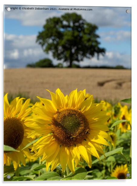 Sunflower Field Acrylic by Elizabeth Debenham