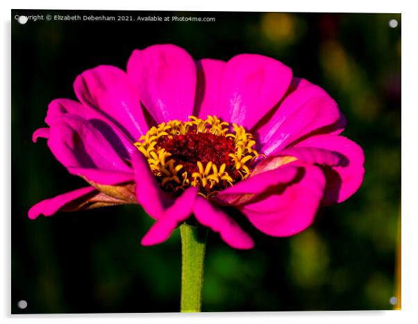 Magenta Zinnia Acrylic by Elizabeth Debenham