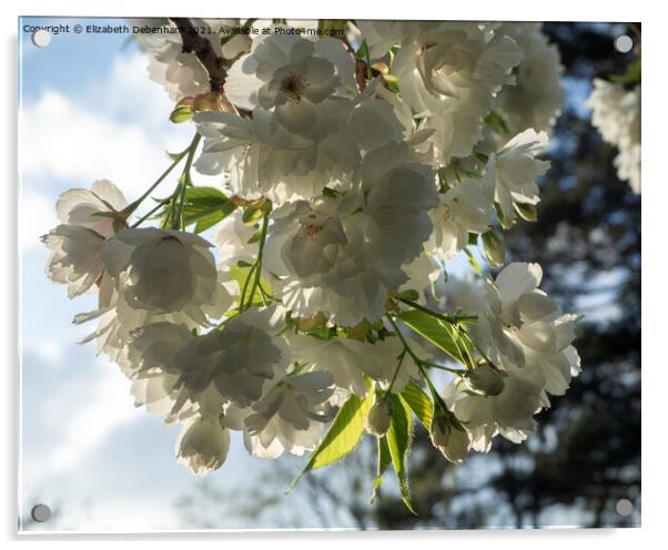 White Flowering Cherry Blossom Acrylic by Elizabeth Debenham