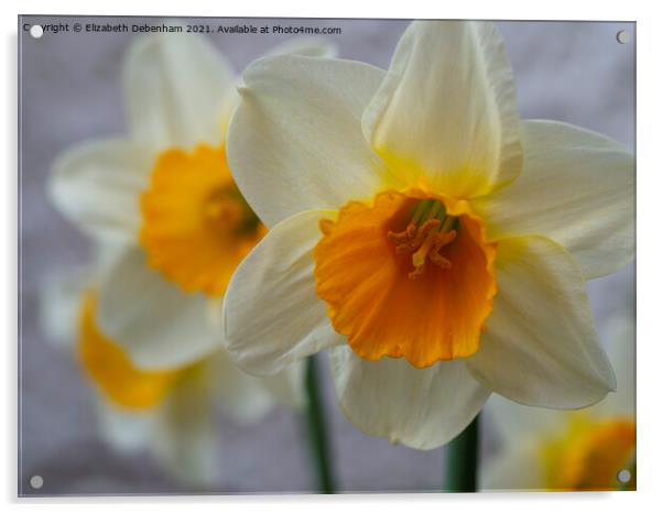 Daffodils; Siempre Avanti Acrylic by Elizabeth Debenham