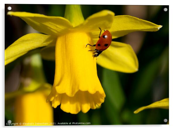 7 Spot Ladybird on Daffodil Acrylic by Elizabeth Debenham