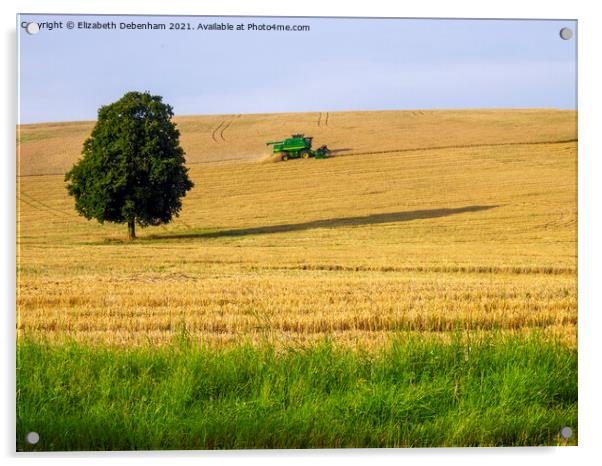 Harvesting round a lone beech tree Acrylic by Elizabeth Debenham