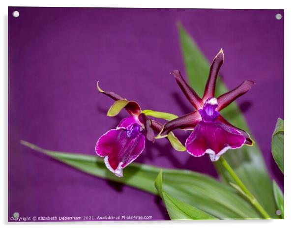 Zygopetalum Orchid Acrylic by Elizabeth Debenham