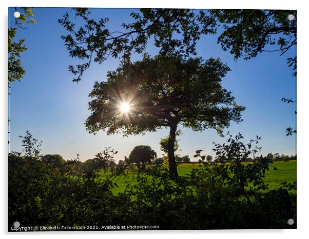 Sunburst in the Oak Tree Acrylic by Elizabeth Debenham