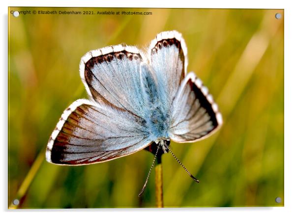 Chalkhill Blue Butterfly. Acrylic by Elizabeth Debenham