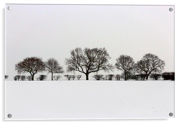 Winter Trees Acrylic by Matt Cottam