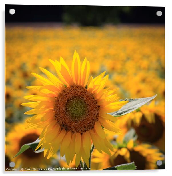 A field of sunflowers Acrylic by Chris Warren