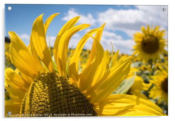 A field of sunflowers France Acrylic by Chris Warren