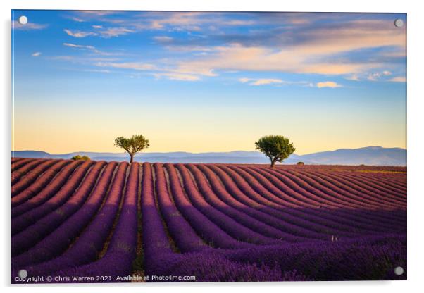 Lavender fields in the early morning Valensole Pla Acrylic by Chris Warren