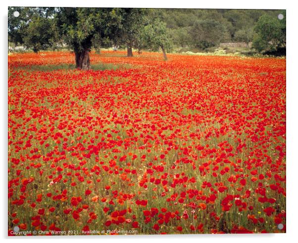 Field of Poppies spring flowers Majorca Spain Acrylic by Chris Warren
