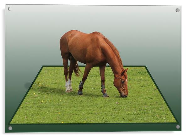 Pop up Horse ! Acrylic by Peter Mclardy