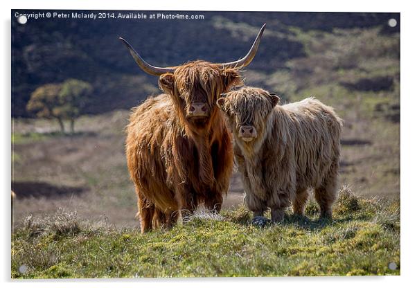 Highland Cattle Acrylic by Peter Mclardy