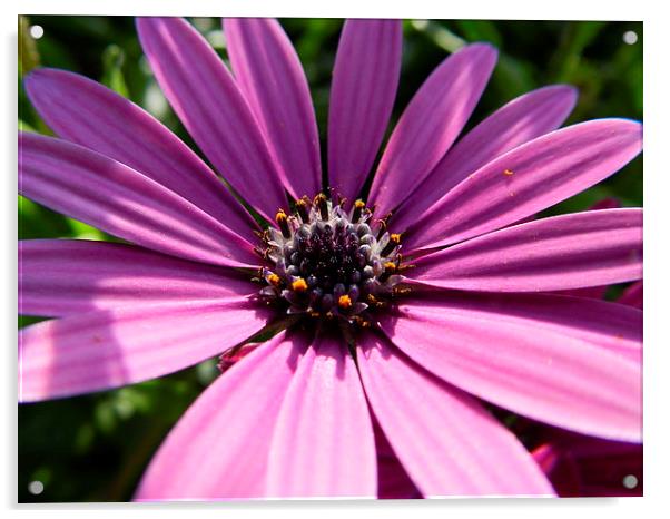 Purple flower Acrylic by Sapir Porat